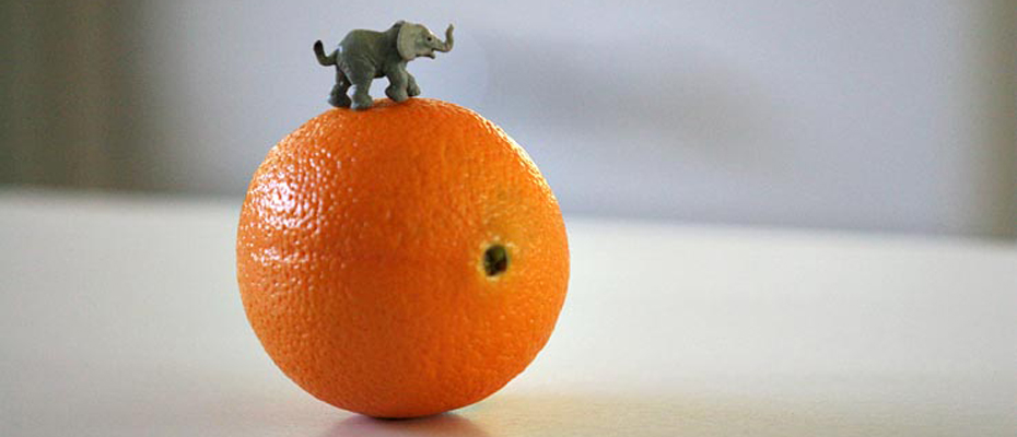 un petit éléphant gris en plastique posé sur un orange (fruit) qui symbolise la planète