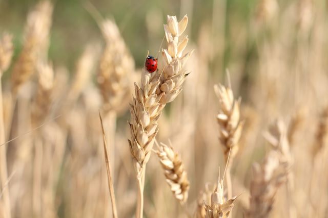 champ de blés en gros plan montrant une coccinelle 