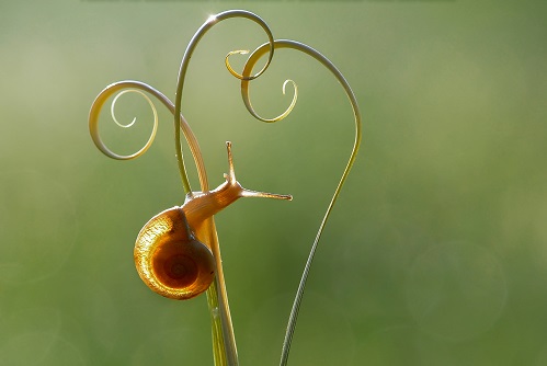 Escargot photographié de très près 