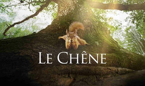Un écureuil sur un chêne centenaire 