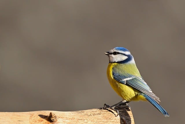 mésange bleue posée sur une branche