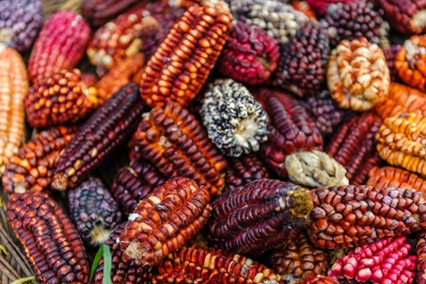 gros plan sur des épis de maïs colorés