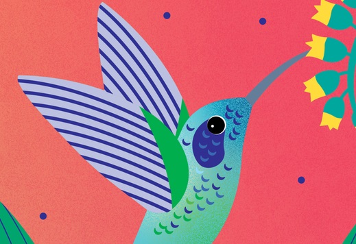 colibri qui butine une fleur 